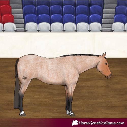 Horse Color:Bay Roan 