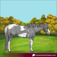 Horse Color:White Spotted Black Splash Tobiano Frame Varnish 