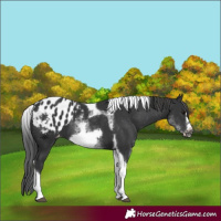Horse Color:White Spotted Black Splash Tobiano Frame Appaloosa 