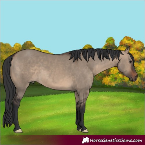 Horse Color:Brown Dun 