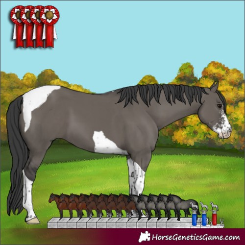 Horse Color:Grullo Sabino Tobiano 