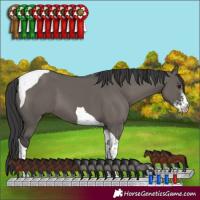 Horse Color:Grullo Sabino Tobiano 