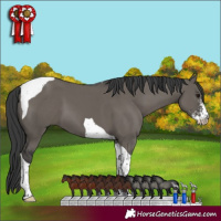 Horse Color:Grullo Sabino Tobiano 