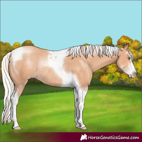 Horse Color:Silver Amber Champagne Sabino Tobiano Rabicano 