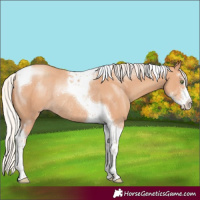 Horse Color:Silver Amber Champagne Sabino Tobiano Rabicano 