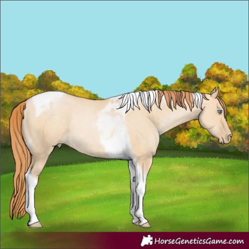 Horse Color:Smoky Grullo Pearl Tobiano Rabicano 