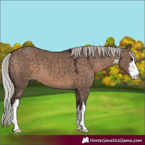 Horse Color:White Spotted Silver Brown Dun