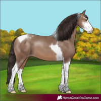 Horse Color:Sable Champagne Sabino Tobiano