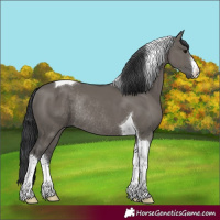 Horse Color:White Spotted Grullo Tobiano Rabicano