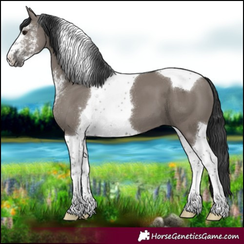 Horse Color:Grullo Sabino Tobiano 