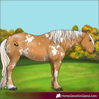 Horse Color:White Spotted Palomino 