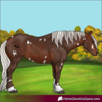 Horse Color:White Spotted Silver Bay Tobiano 