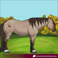 Horse Color:Liver Red Dun
