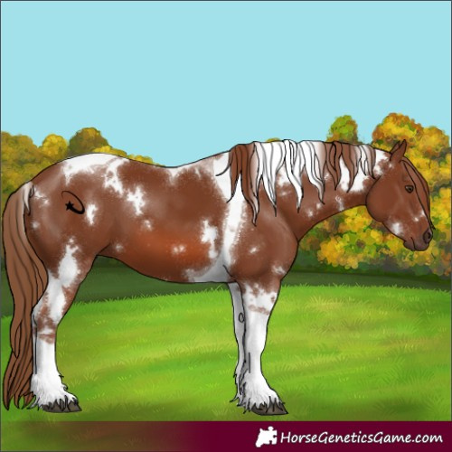 Horse Color:White Spotted Chestnut Tobiano