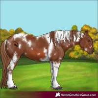 Horse Color:White Spotted Chestnut Tobiano 