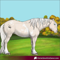 Horse Color:White Spotted Cremello Tobiano Appaloosa 
