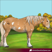 Horse Color:White Spotted Palomino Sabino