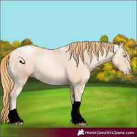 Horse Color:Gold Champagne Ice Pearl Tobiano 