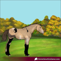 Horse Color:ERROR: UNKNOWN ANOMALY