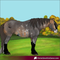Horse Color:Buckskin Sabino Splash 