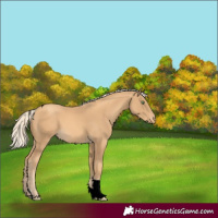 Horse Color:Gold Cream Champagne Tobiano Varnish 