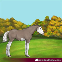 Horse Color:Silver Grullo Splash 