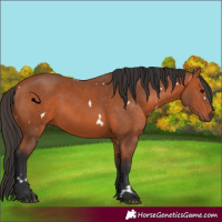 Horse Color:White Spotted Bay 