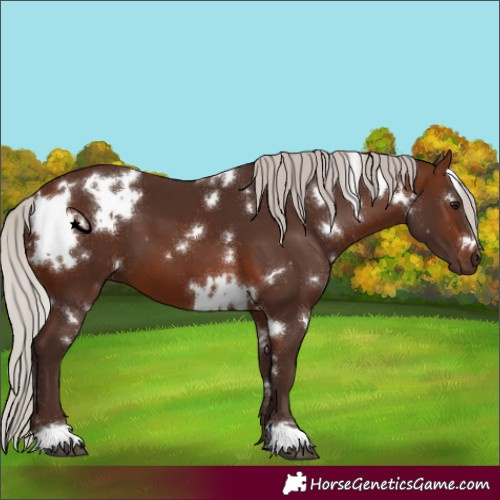 Horse Color:White Spotted Silver Brown
