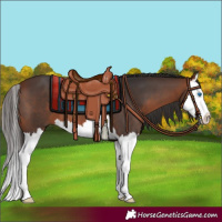 Horse Color:Bay Splash