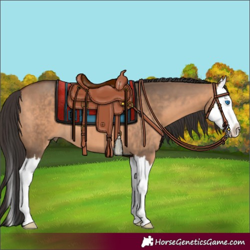 Horse Color:Bay Dun Splash 