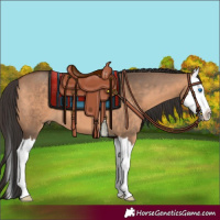 Horse Color:Bay Dun Splash 