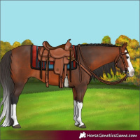 Horse Color:Bay Splash 