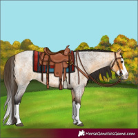 Horse Color:Buckskin Roan Splash 