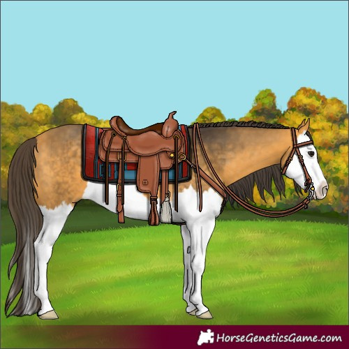 Horse Color:Buckskin Splash