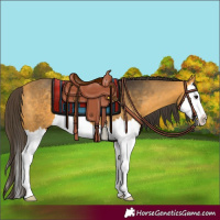 Horse Color:Buckskin Splash 