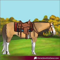 Horse Color:Buckskin Splash 