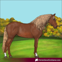 Horse Color:Chestnut Rabicano 