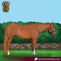 Horse Color:Chestnut Rabicano 