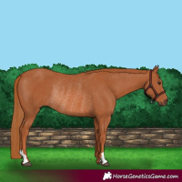 Horse Color:Chestnut Rabicano 