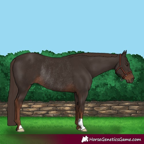 Horse Color:Liver Chestnut Rabicano 