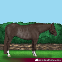 Horse Color:Liver Chestnut Rabicano 