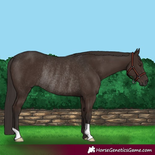 Horse Color:Liver Chestnut Rabicano 