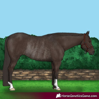 Horse Color:Liver Chestnut Rabicano 