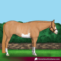 Horse Color:Chestnut Rabicano
