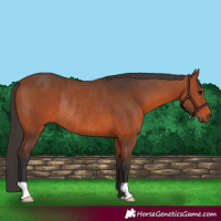 Horse Color:Bay Rabicano