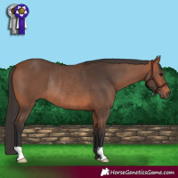 Horse Color:Bay Rabicano