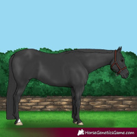 Horse Color:Black 