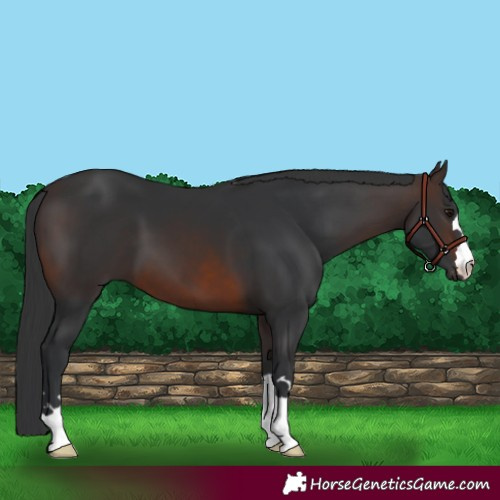 Horse Color:Brown 