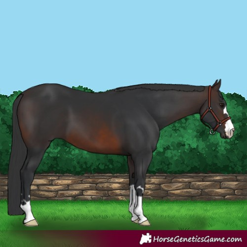 Horse Color:Brown 