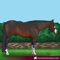 Horse Color:Brown 